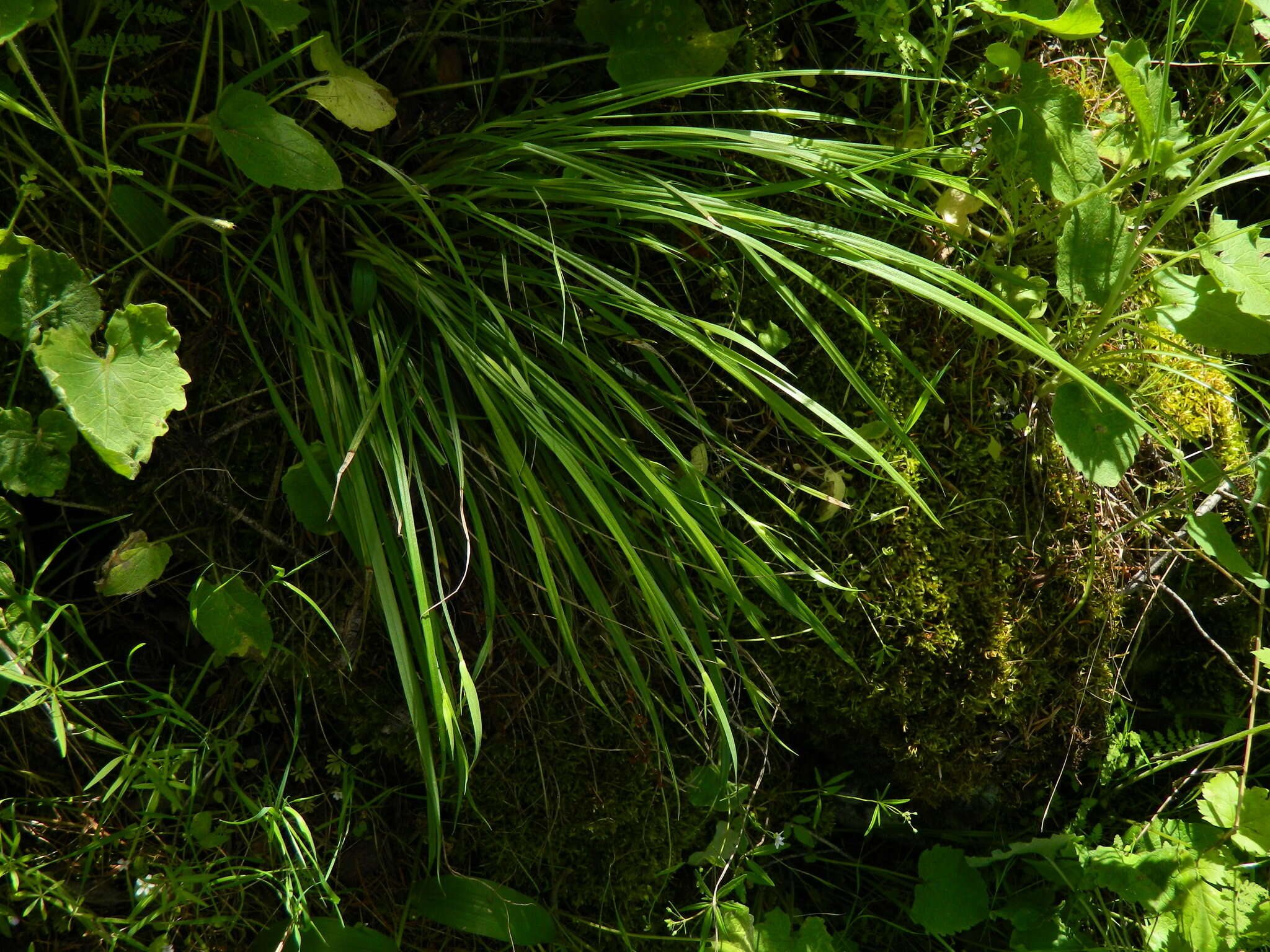 Image of Cordilleran sedge