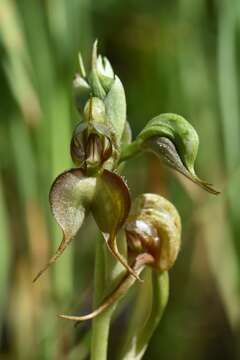 Image of Pterostylis lepida (D. L. Jones) G. N. Backh.