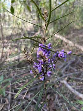 Image of Blue Bonnet