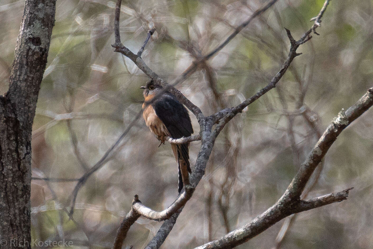 Image of Fan-tailed Cuckoo