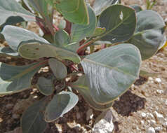 Imagem de Oenothera macrocarpa subsp. incana (A. Gray) W. L. Wagner