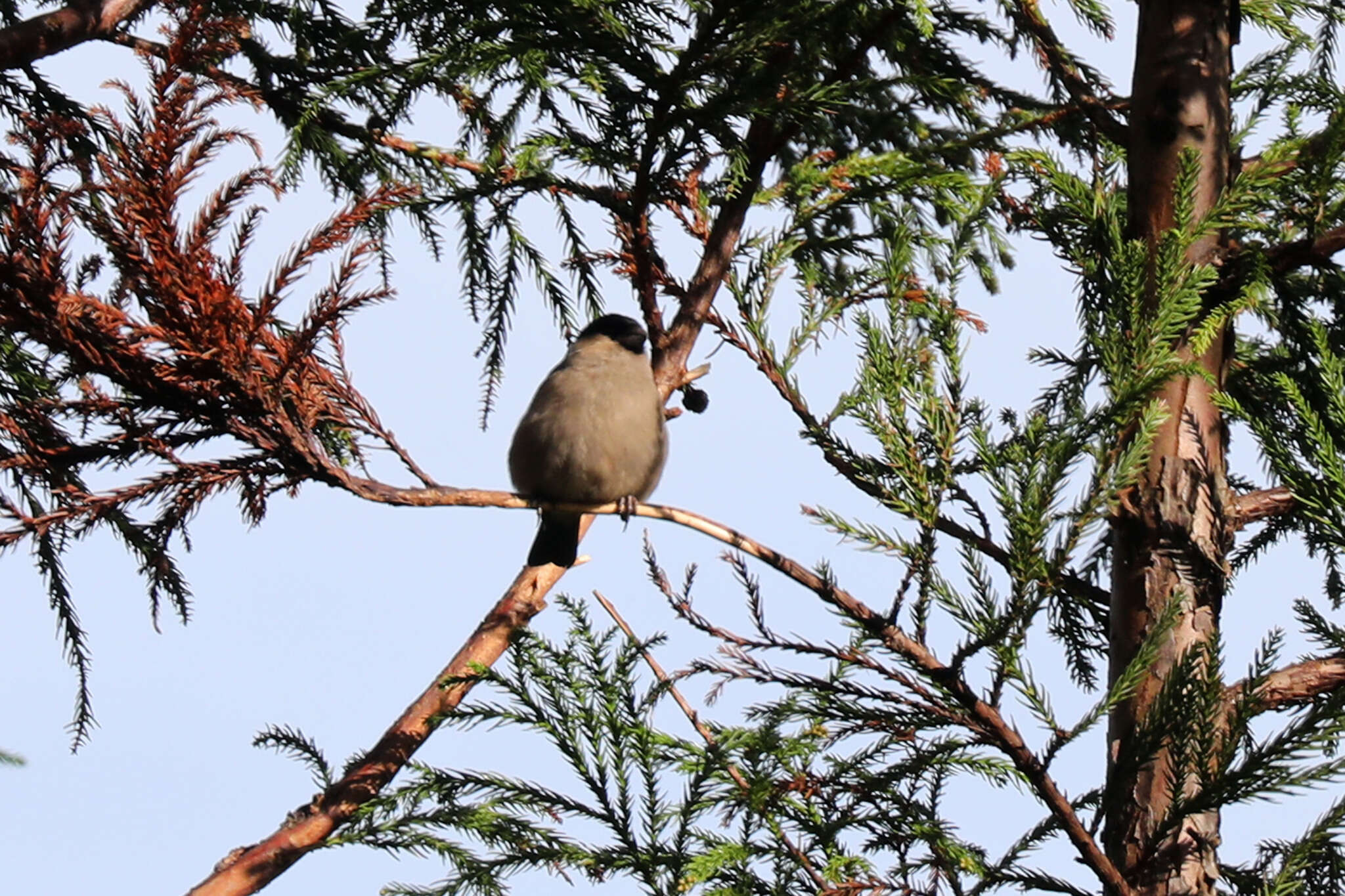 Image of Azores Bullfinch