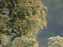 Image of Vernonanthura patens (Kunth) H. Rob.