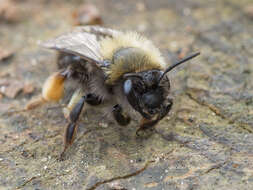 Image of Clark's Andrena