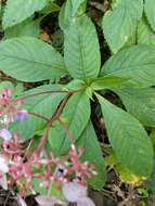 Imagem de Hydrangea densifolia (C. F. Wei) Y. De Smet & Granados