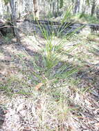 Image of Cycad