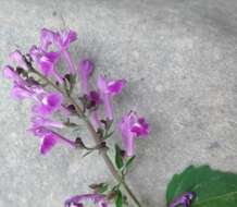 Image of Scutellaria purpurascens Sw.