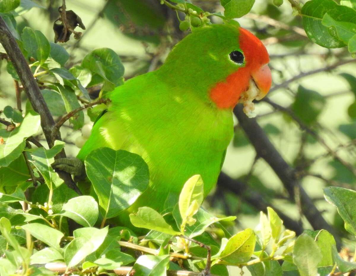 Image of Red-headed Lovebird