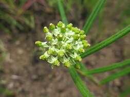 Image de Xysmalobium involucratum (E. Mey.) Decne.