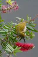 Image of Streaked Spiderhunter