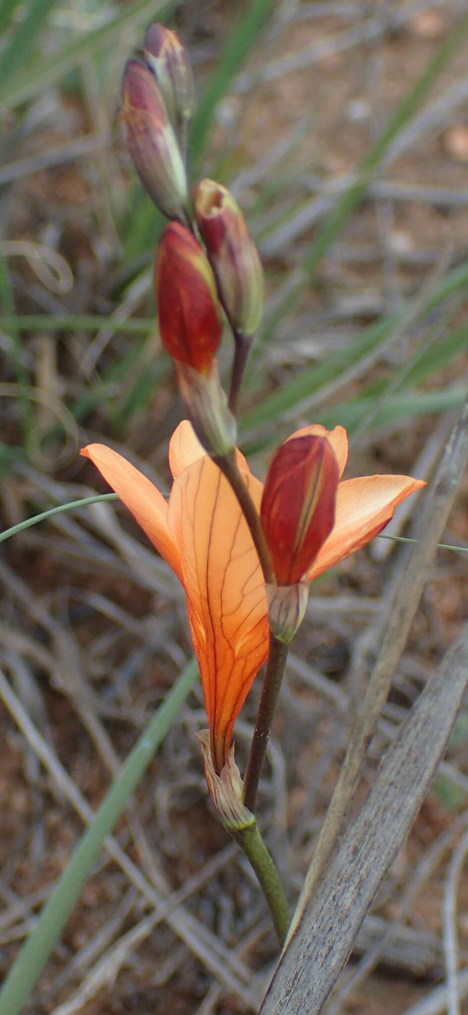 Image of Tritonia securigera (Aiton) Ker Gawl.