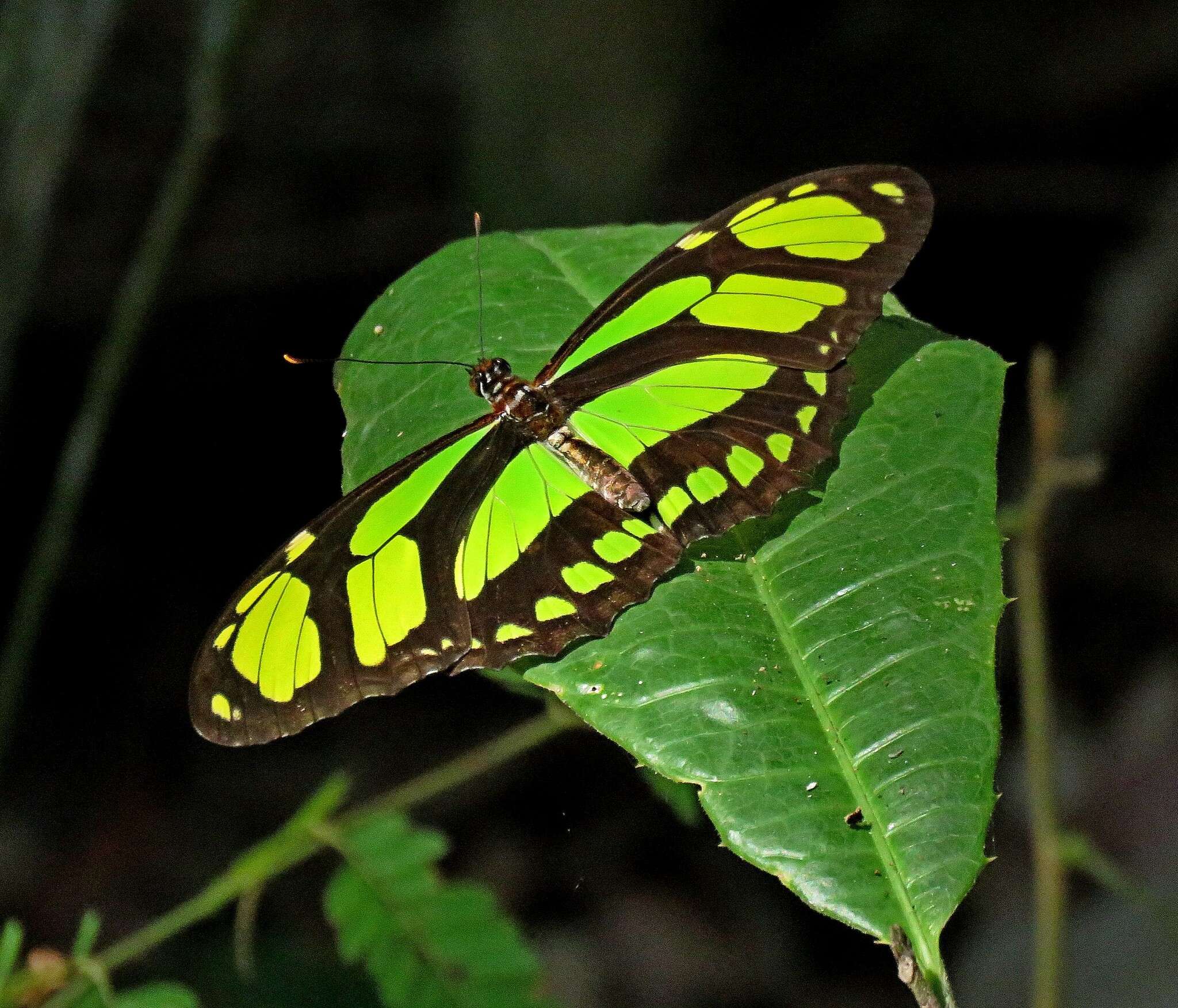 Слика од Philaethria dido Linnaeus 1763