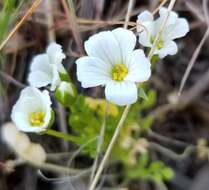 Imagem de Limnanthes alba subsp. gracilis (Howell) Morin