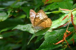 Image of Malay Viscount