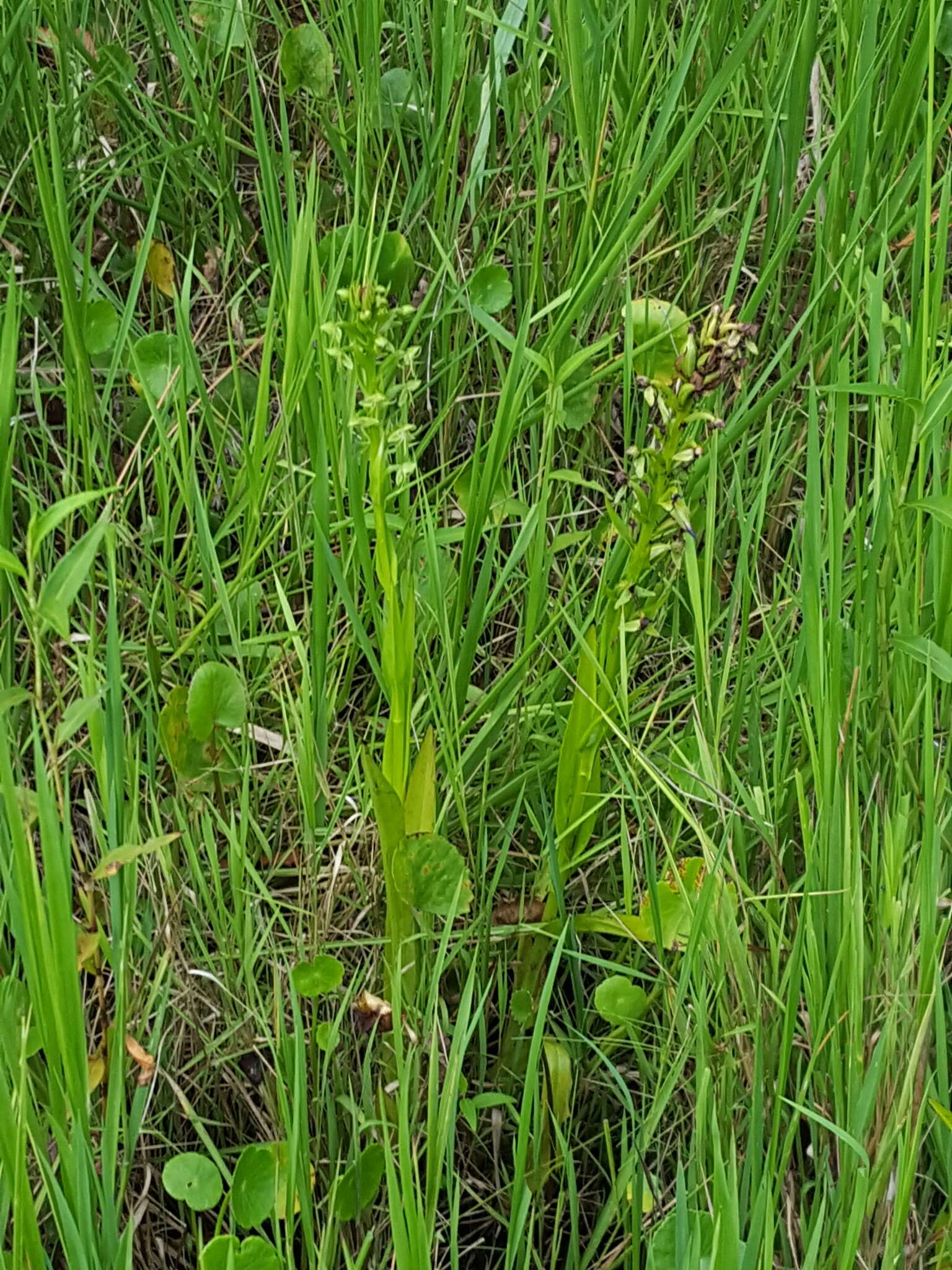 Слика од Habenaria repens var. repens