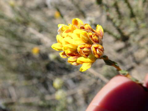 صورة Aspalathus quinquefolia subsp. quinquefolia