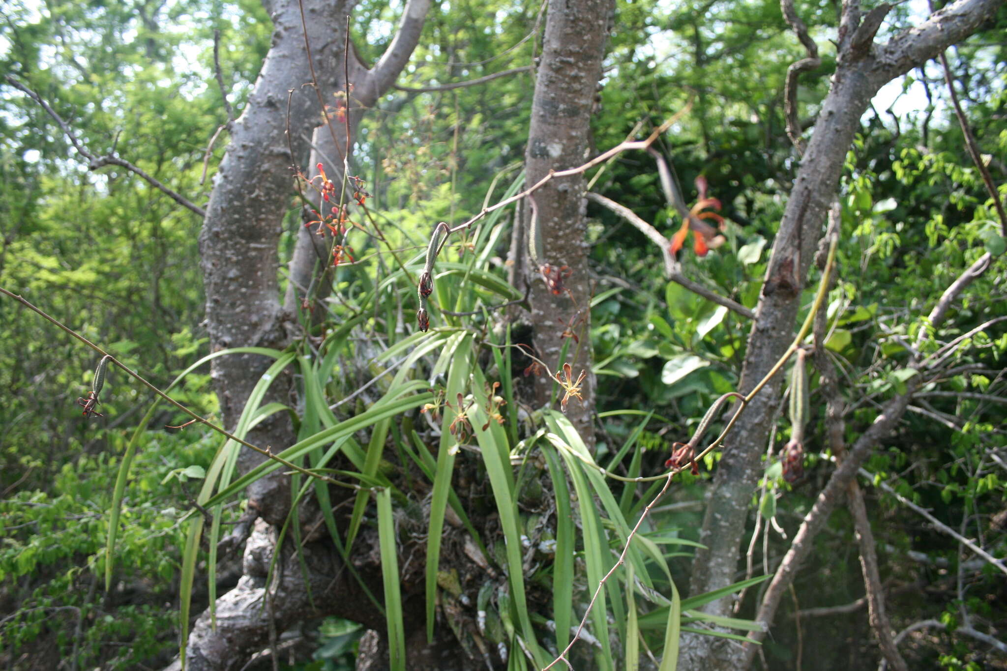 Image of Encyclia nizandensis Pérez-García & Hágsater