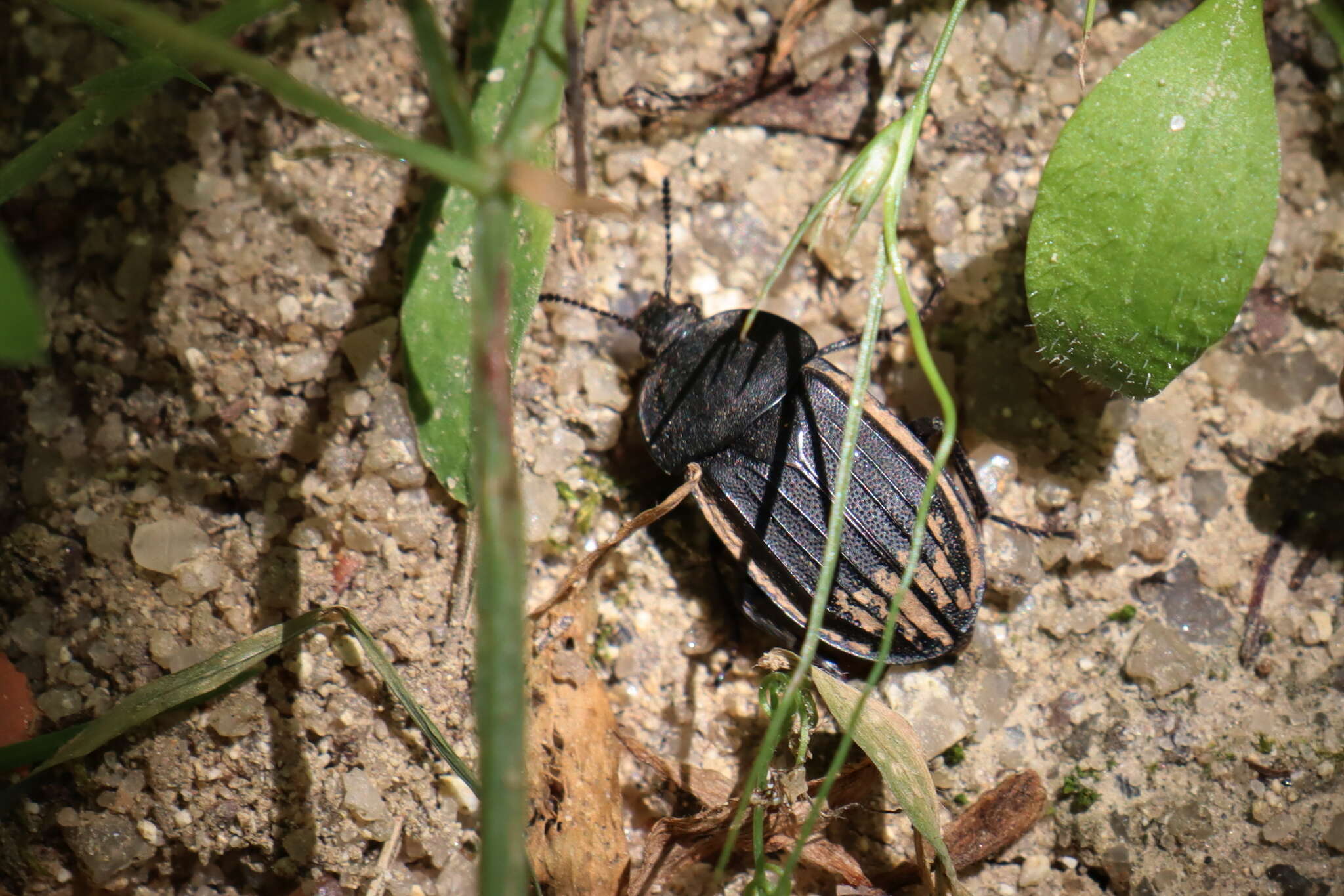 Image of Silpha (Silpha) puncticollis Lucas & P. H. 1847