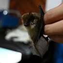 Image of Gilded Tube-nosed Bat