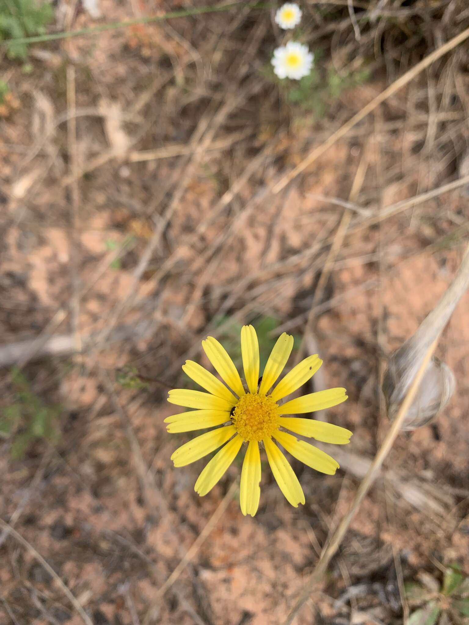 Ursinia anthemoides (L.) Poir. resmi