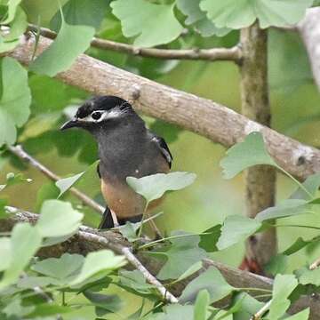 Image of White-eared Sibia