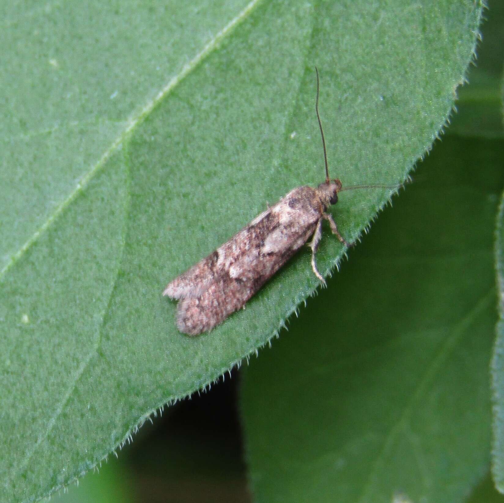 Image of Chersadaula ochrogastra Meyrick 1923