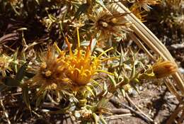 Image of Chuquiraga atacamensis Kuntze