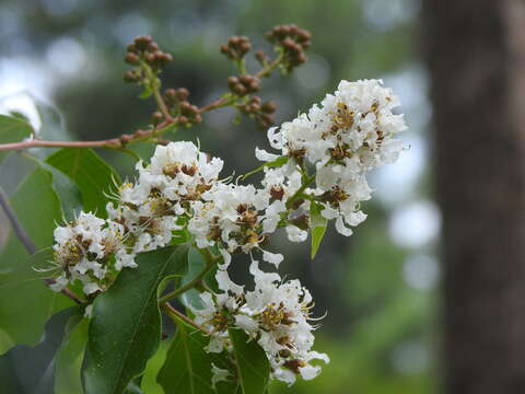 Plancia ëd Lagerstroemia fordii Oliv. & Koehne