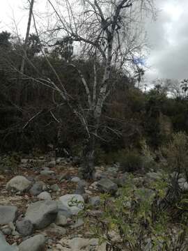 Image of Populus brandegeei Schneider