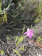 Image de Ixia stricta (Eckl. ex Klatt) G. J. Lewis