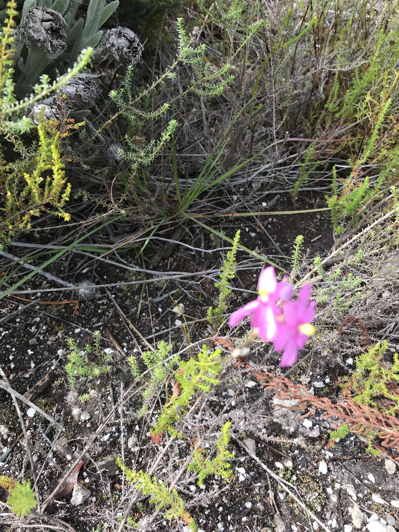 Image of Ixia stricta (Eckl. ex Klatt) G. J. Lewis