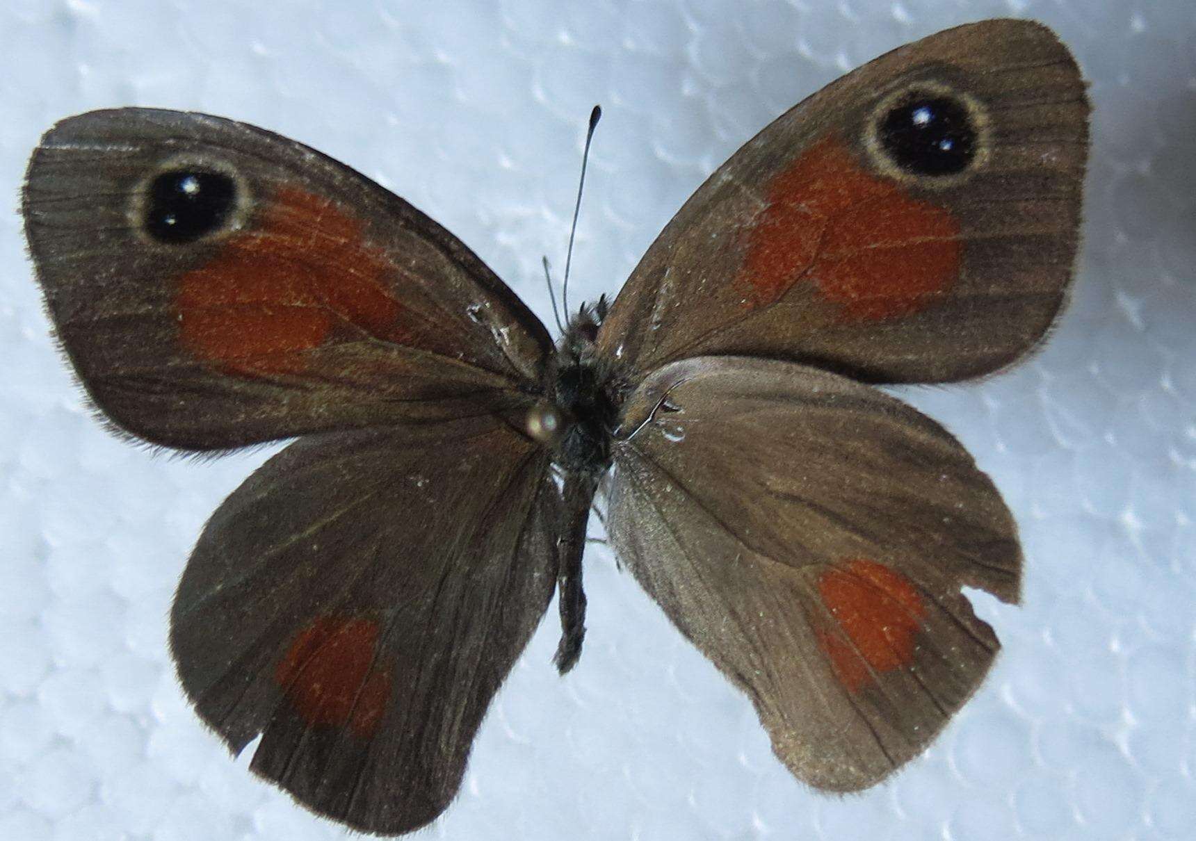 Image of Stygionympha wichgrafi williami