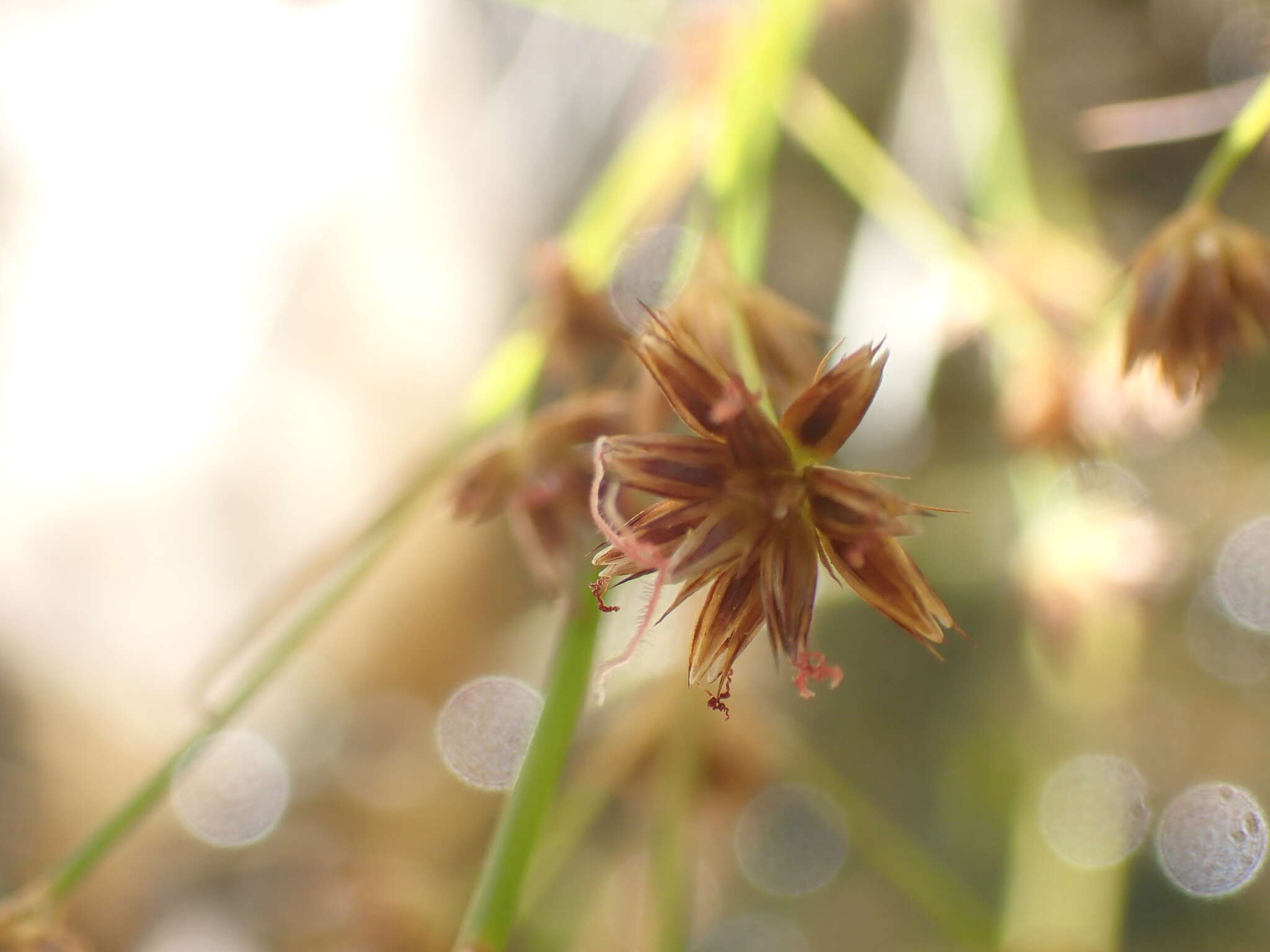 صورة Juncus capensis Thunb.