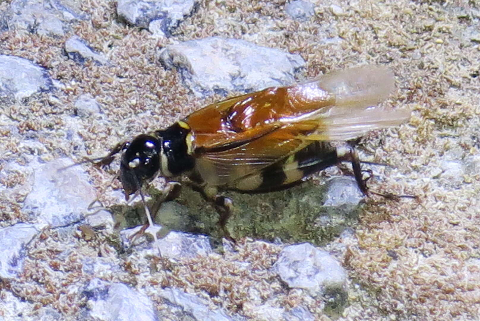 Image de Gymnogryllus leucostictus (Burmeister & H. 1838)