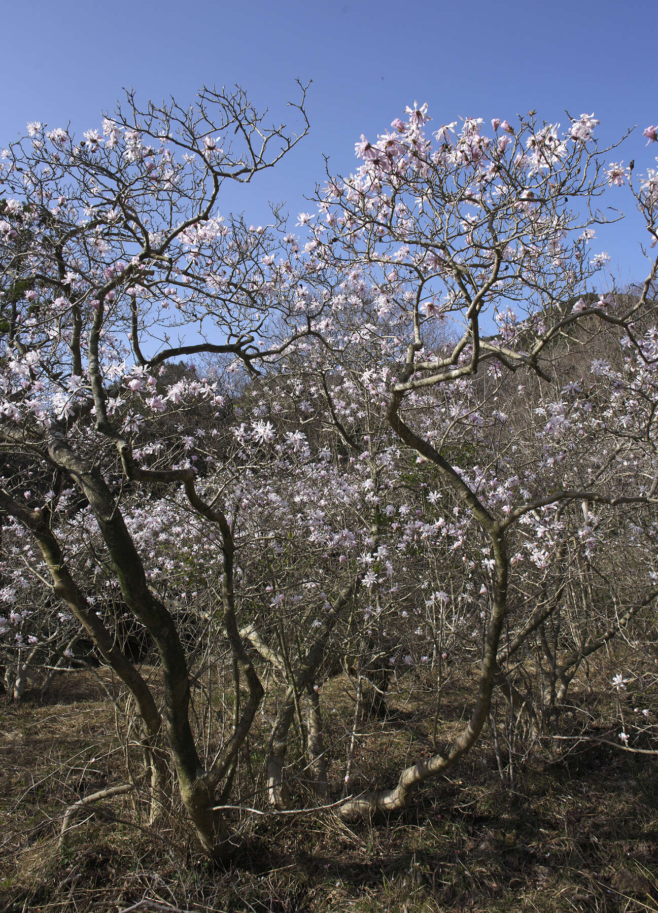 Image of Star Magnolia