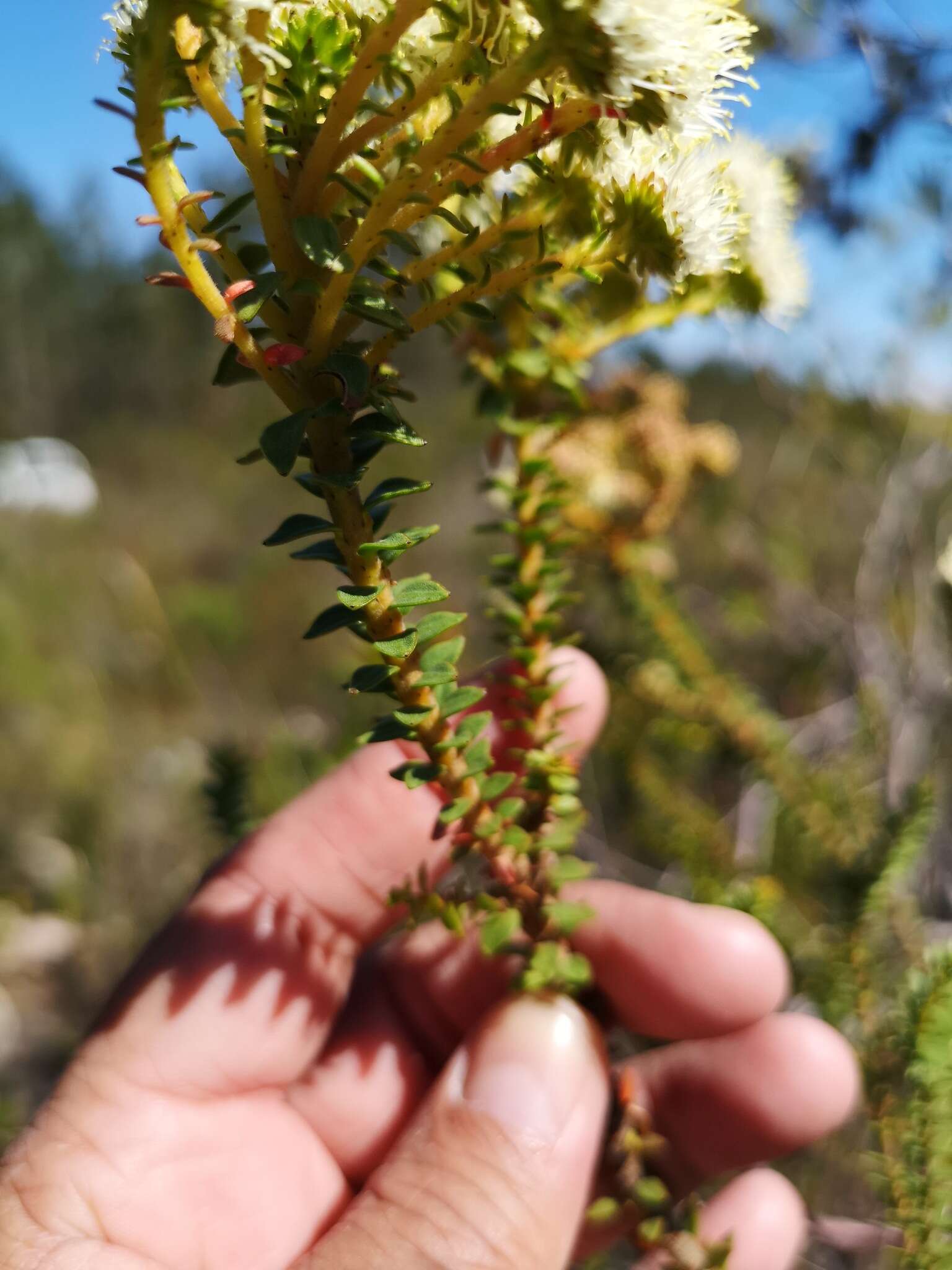 Image of Berzelia cordifolia Schltdl.