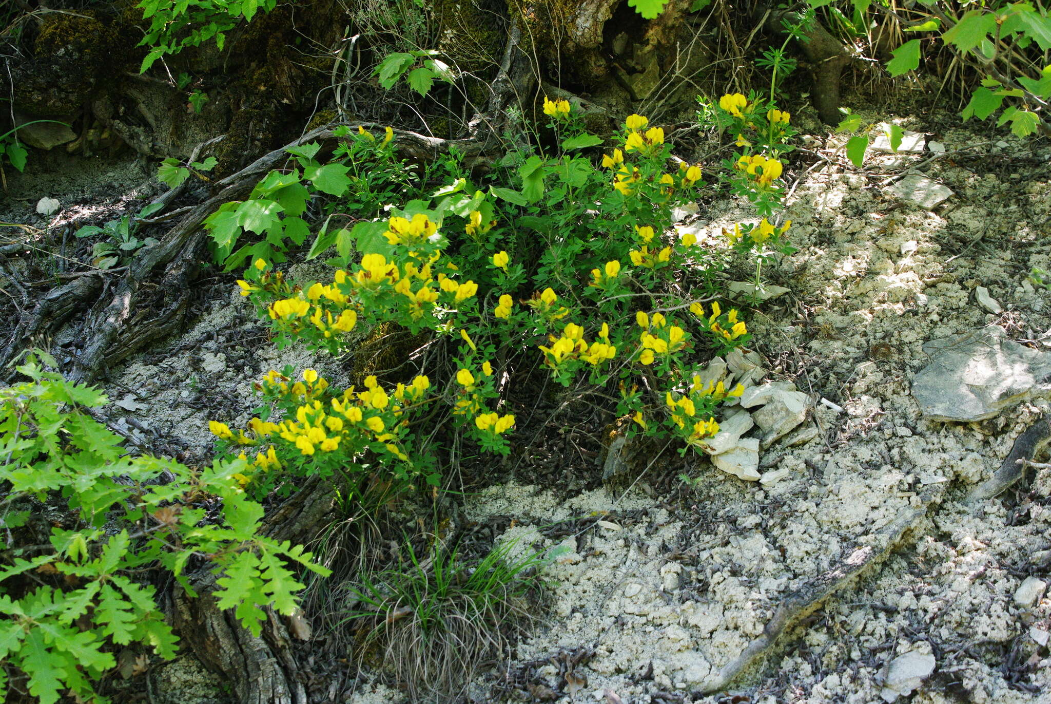 Image of Cytisus wulfii V. I. Krecz.