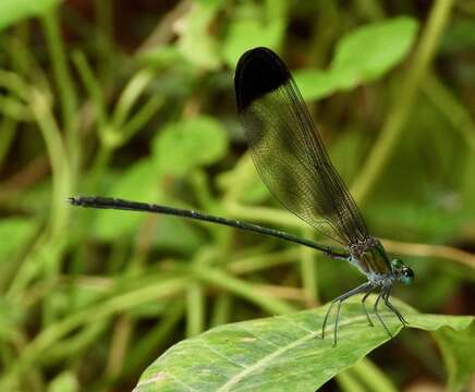 Image of Vestalis nigrescens Fraser 1929