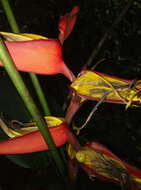 Image of Heliconia tortuosa Griggs