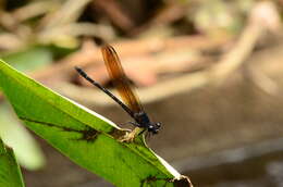 Image of black torrent dart