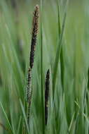 Image of Tufted Sedge