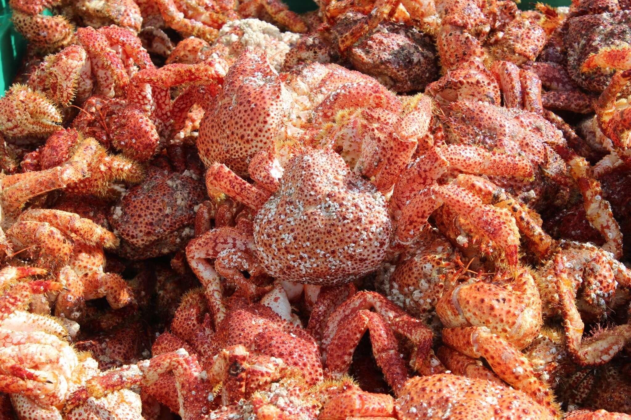 Image of false southern king crab