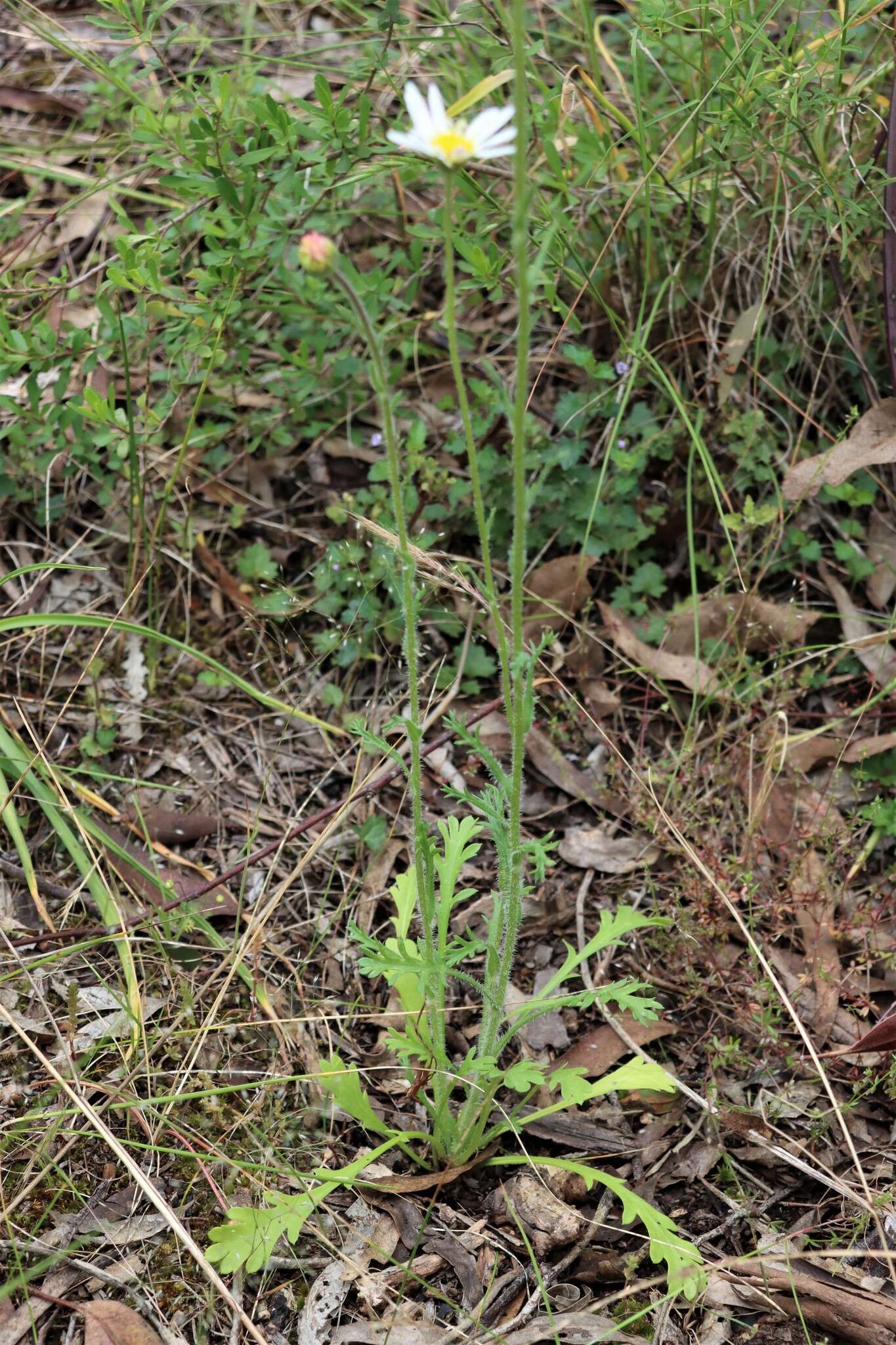 Image of Brachyscome diversifolia (Hook.) Fischer & C. Meyer