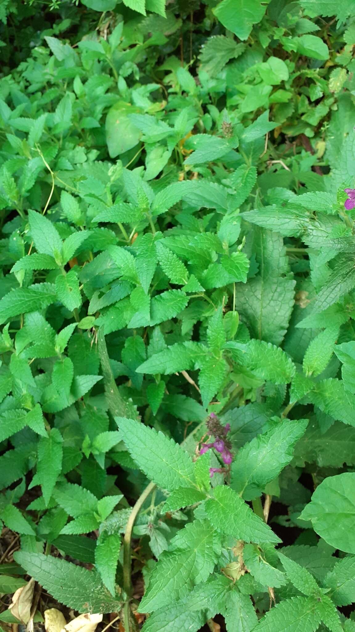 Image of Stachys ambigua Sm.