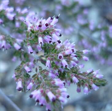 Image of Erica anguliger (N. E. Br.) E. G. H. Oliver