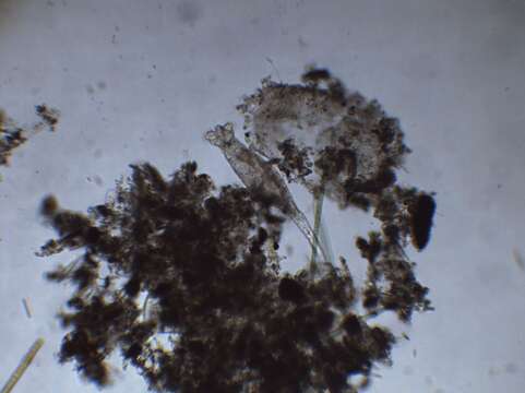 Image of Rotifer