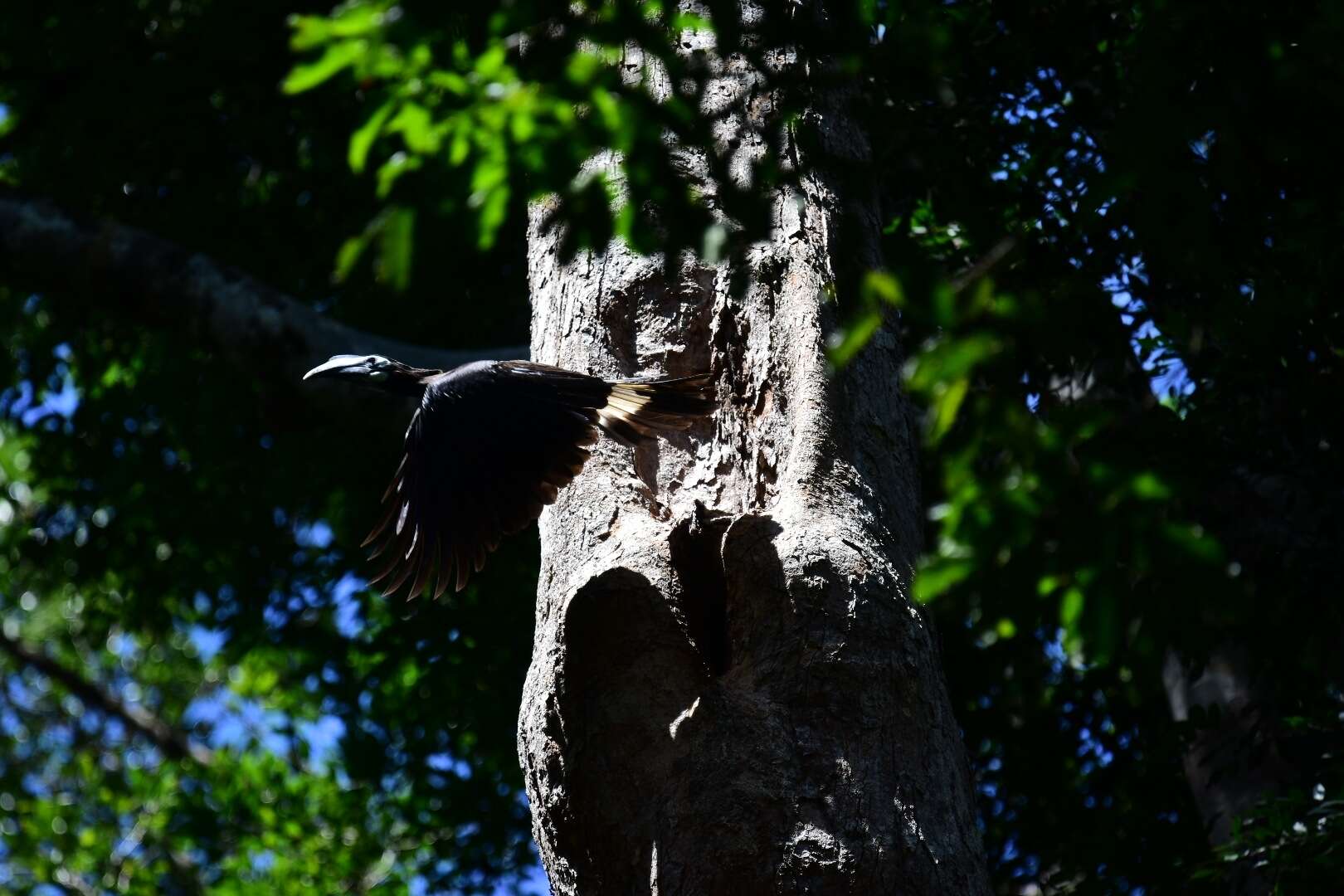 Image of Bushy-crested Hornbill