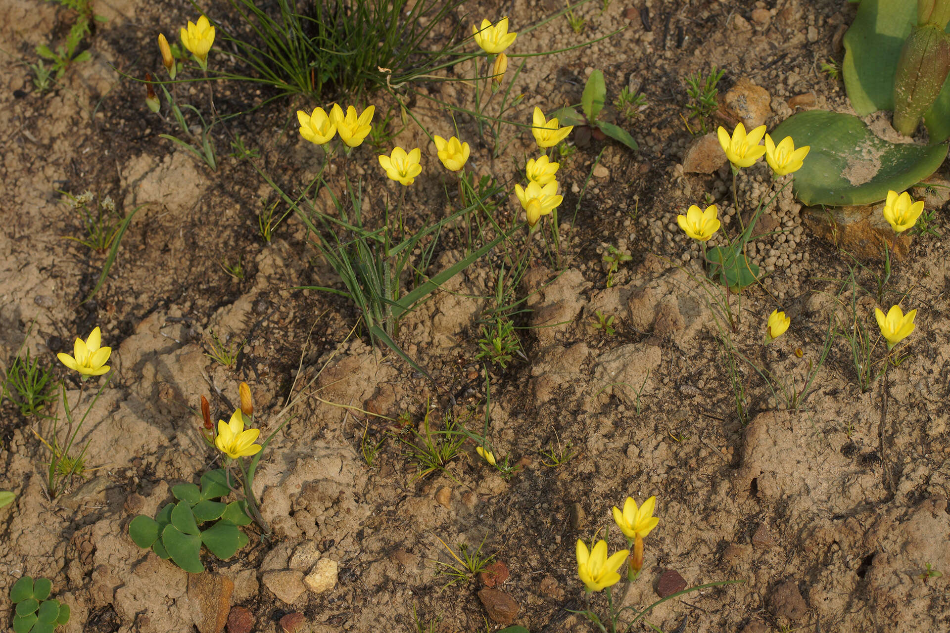 Image of Geissorhiza ornithogaloides Klatt