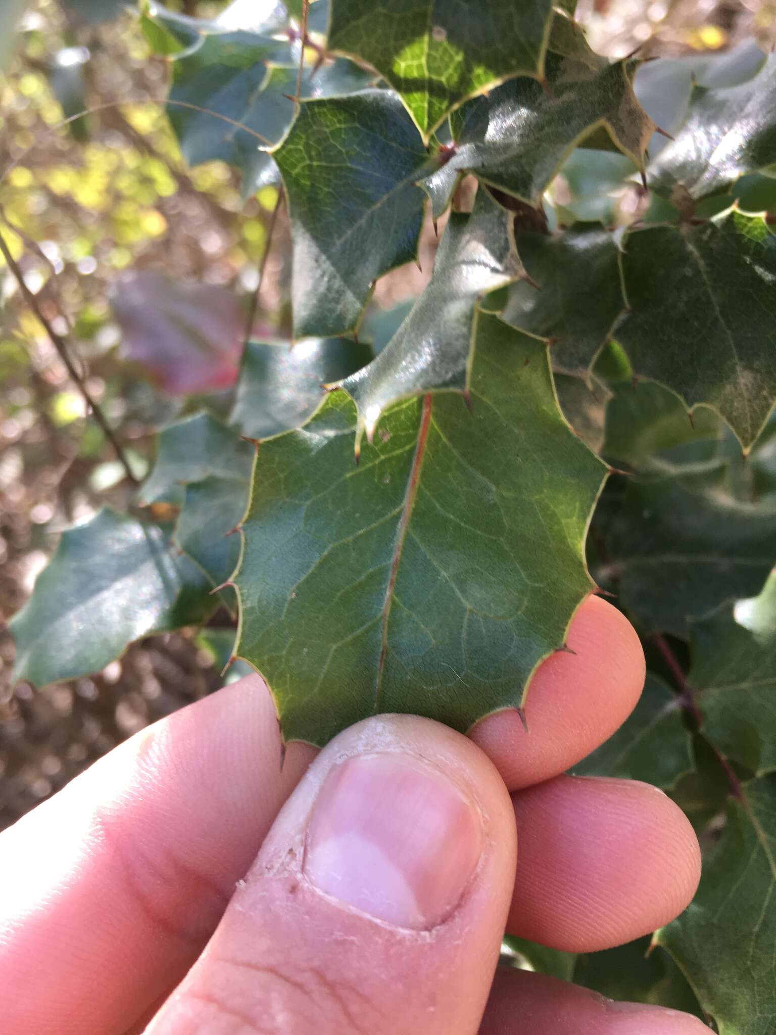 Image of Mahonia