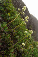Image of Saddle Mountain saxifrage
